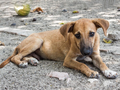Perro callejero descansando