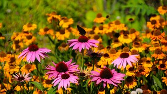 A differenza del dissing di oggi questo tipo di canzone era caratterizzata da da strofe solitamente di tre versi: il primo verso è un quinario, e generalmente contiene l'invocazione ad un fiore