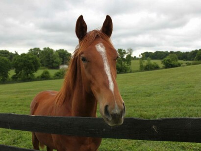 A horse raised on a farm in Virginia