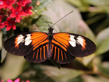 Butterfly Pavilion. Courtesy of Smithsonian's National Museum of Natural History