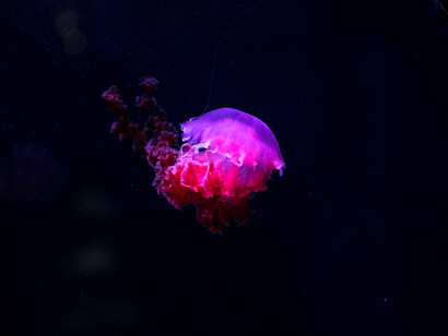 Oceans influence our health and well-being