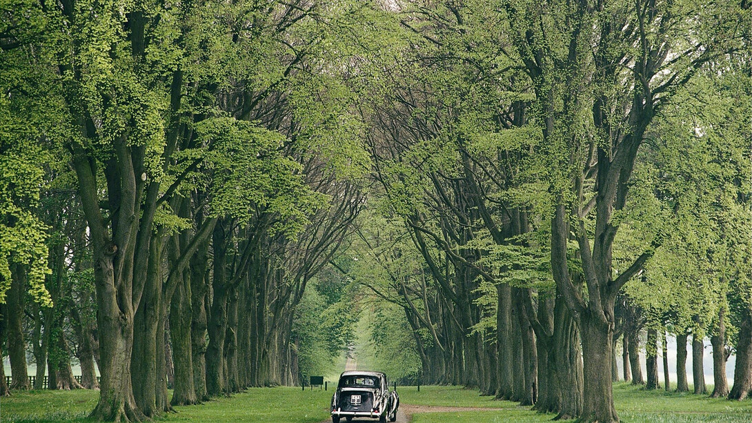 A tranquil drive through Lucknam Park's mile-long avenue, leading to the grand Palladian mansion, England