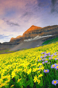 Joshimath, Valley of Flowers