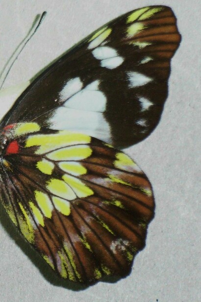 Detalle del ala de la " Leodonta dysoni"