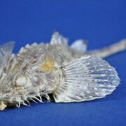 Zoology. Courtesy of RAMM