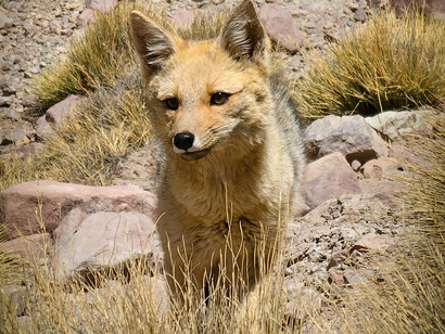 Red foxes are usually found in pairs or small groups consisting of families