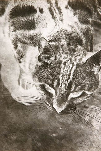 Photography. Courtesy of Norton Museum of Art 