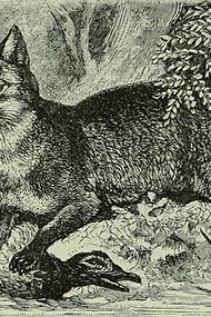 Portrait of a fox, from ''Brehm's Life of animals a complete natural history for popular home instruction and for the use of schools''