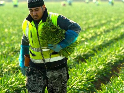 Miles de inmigrantes realizan labores agrícolas en Reino Unido