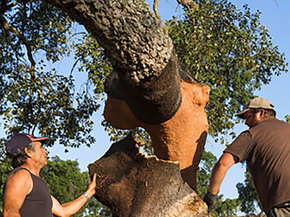 L'estrazione del sughero