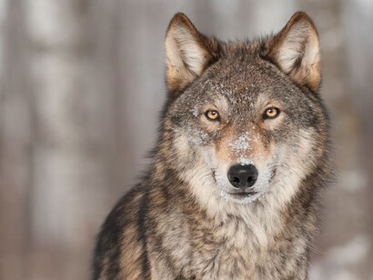 Il lupo, grande predatore carnivoro