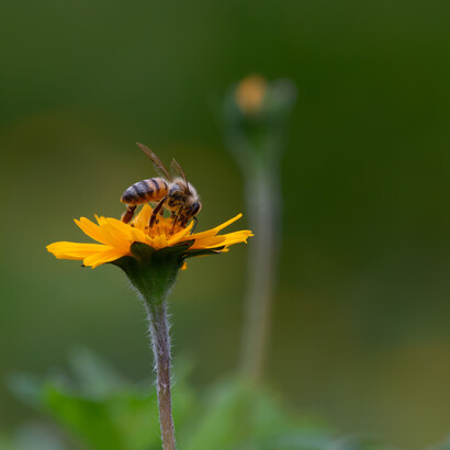 Perú alberga 175 especies de abejas nativas que desempeñan un papel esencial en la polinización y el equilibrio de los ecosistemas amazónicos