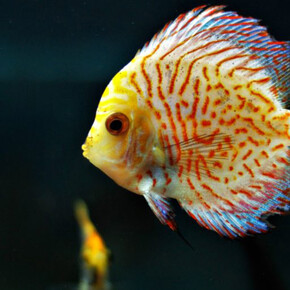 Acquario del Museo. Courtesy of Museo di Storia Naturale