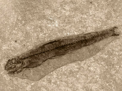 Bregmaceros Fossil
