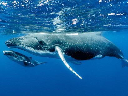 Es marzo. Como tal, las ballenas están a punto de terminar su periodo de descanso en las aguas cálidas del norte de México