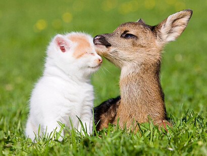 The healing power of nature