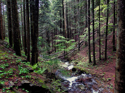 La Foresta di Vallombrosa