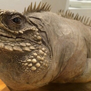 Central and South America. Courtesy of Harvard Museum of Natural History