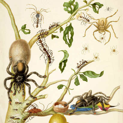 Marabuntas, Arañas-cangrejo y tarántulas de patas rosadas. Acuarela y grabado de Maria Sybilla Merian