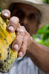 A man holding a freshly picked cocoa pod straight from the tree