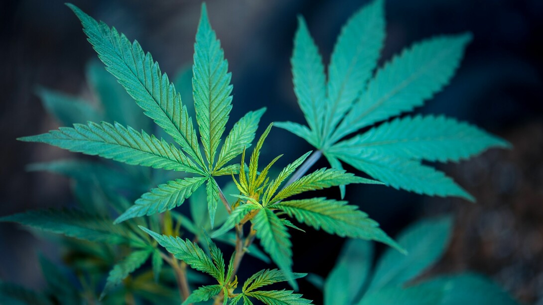 Cannabis liberation 