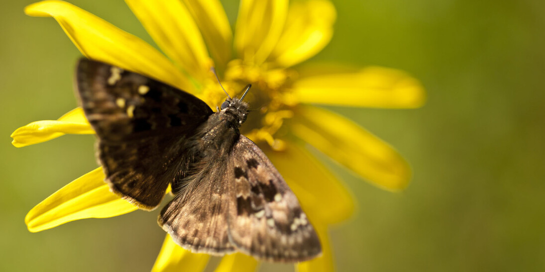 Florida Wildflower & Butterfly Garden. Courtesy of Florida Museum of Natural History