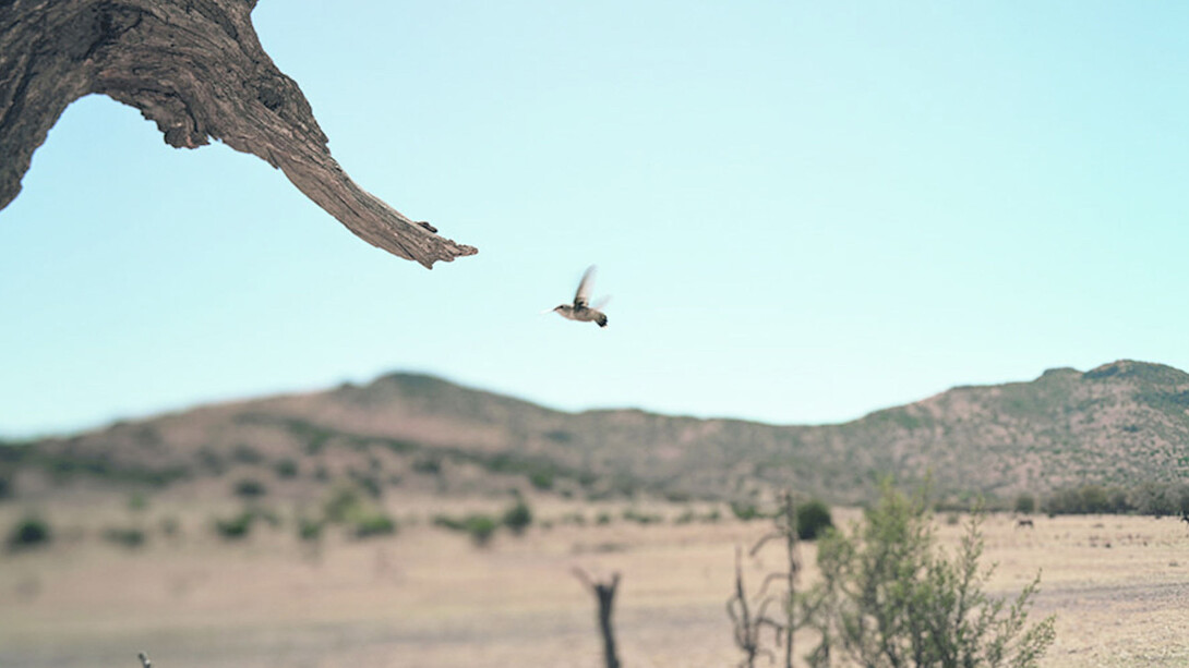 Jean-Luc Mylayne. Courtesy of Aargauer Kunsthaus