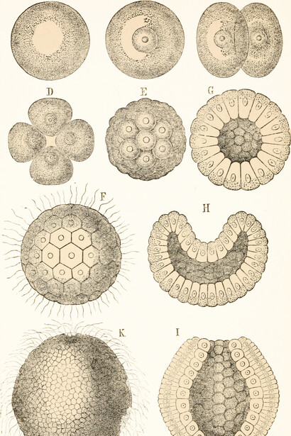 Solomon Herbert, Les premiers principes de l'hérédité ; avec 75 illustrations et diagrammes, 1910. La théorie de la préformation, ou théorie de l'évolution, proposait que les embryons étaient préformés et se dépliaient simplement au cours du développement