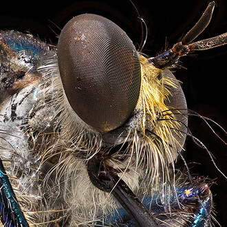 Fliegen, Mücken und Flöhe. Courtesy of Museum für Naturkunde