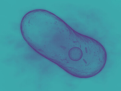 La bacteria «Coxiella burnetii» descubierta por Frank Macfarlane Burnet 
