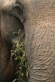 Asian Elephant in Kumana National Park (c) Gehan de Silva Wijeyeratne