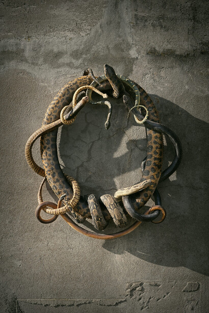 Snake Heraldry, 2014, courtesy of Sinke and van Tongeren
