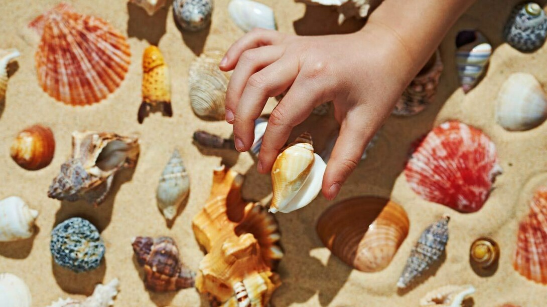 Chi non ha mai raccolto una conchiglia da portare a casa come ricordo? 