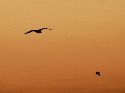 El ave, el vuelo: grandes temas de Alberto Cortez