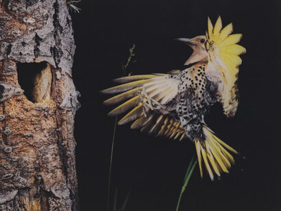Eastern Flicker, Seney, Michigan, June 28, 1973
Eliot Porter (1901–1990)