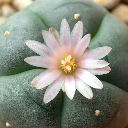 El peyote posee una larga tradición de uso tanto medicinal como ritual entre los indígenas americanos