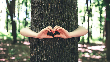 Expressing love for nature, women's hands tenderly embrace a tree in the forest, showcasing a heartfelt connection to the environment