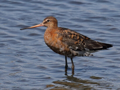 Black-tailed Godwit in breeding plumage, Titchfield Haven © Gehan de Silva Wijeyeratne