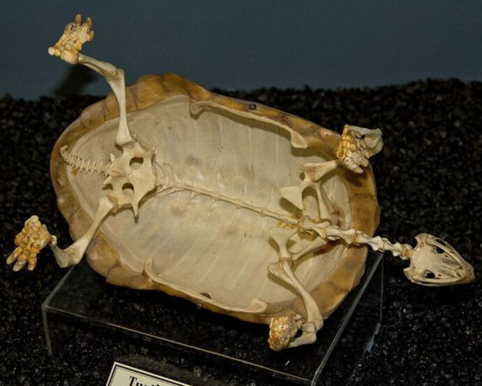 What is a Skeleton? Courtesy of Museum of Osteology