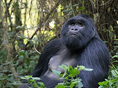 Mgahinga Gorilla National Park, Uganda