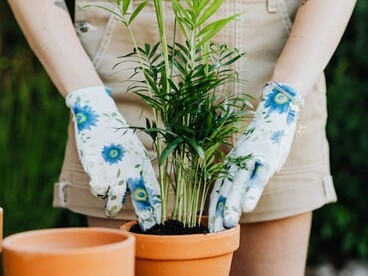 A close-up photo shows a person planting a small plant in a pot, with hands in the soil and gardening tools nearby