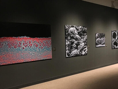 World in a Drop. Courtesy of Harvard Museum of Natural History 