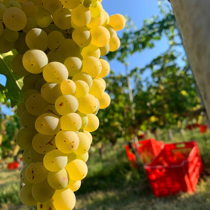 Vineyards stretching across the hills of Novello, Italy by Federico Moznich