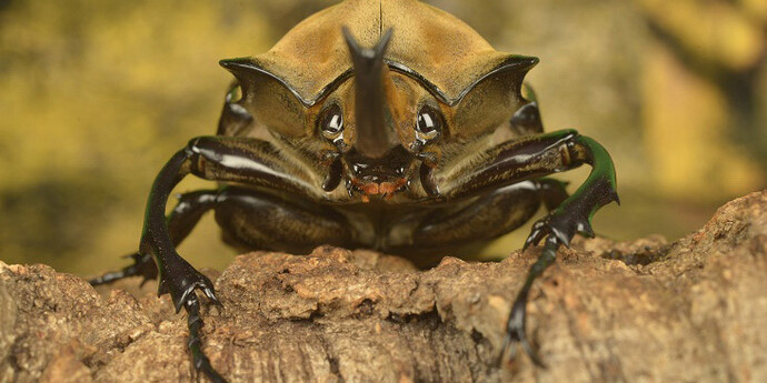 Nature Live. Courtesy of Canadian Museum of Nature