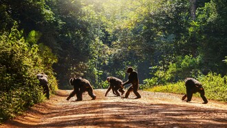 The social life of chimpanzees is very complex