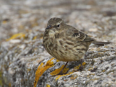 A first year Meadow Pipit on a sea wall © Gehan de Silva Wijeyeratne