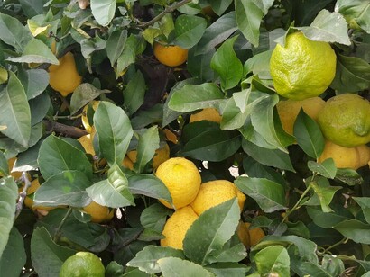 Limonero