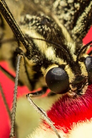 Butterfly feeding on nectar © Karthik R Bhat