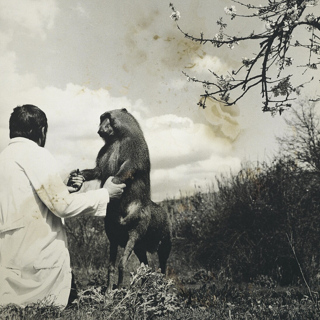 Centaurus Neandertalensis from the Fauna series by Joan Fontcuberta and Pere Formiguera, 1987, © Joan Fontcuberta and Pere Formiguera