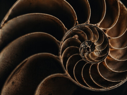 The nautilus shell reveals how mission develops gradually, layer by layer, into a coherent structure